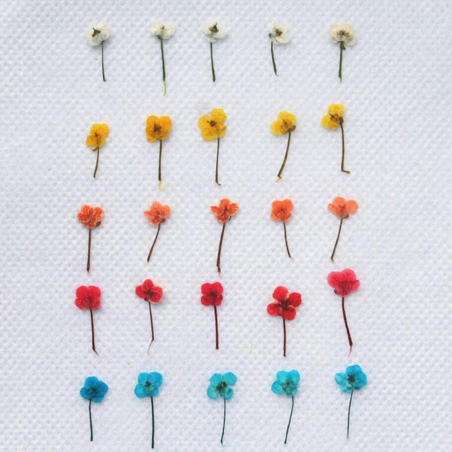 60 piezas de flores secas en m - Resin Art Baby reseña y precio