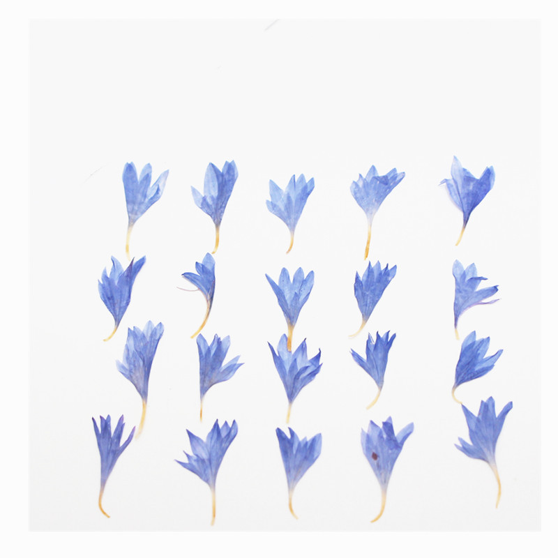 60 piezas de flores secas en m - Resin Art Baby reseña y precio